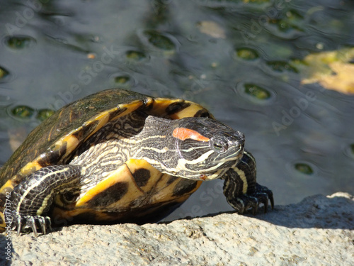 terrapin