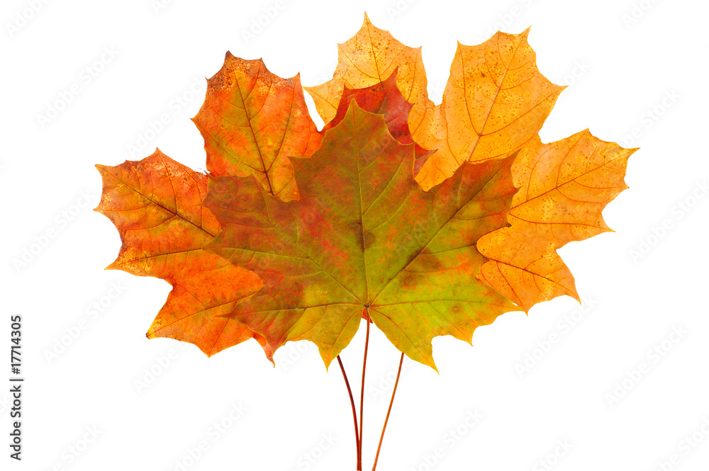 Obraz premium autumn leaves