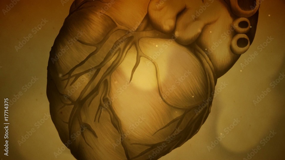 Heart