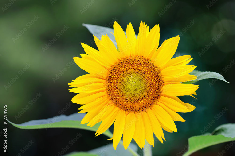 Naklejka premium Single sunflower (helianthus annuus) against a leafy background
