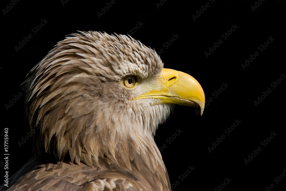 Obraz premium Europäischer Seeadler - Haliaeetus albicilla