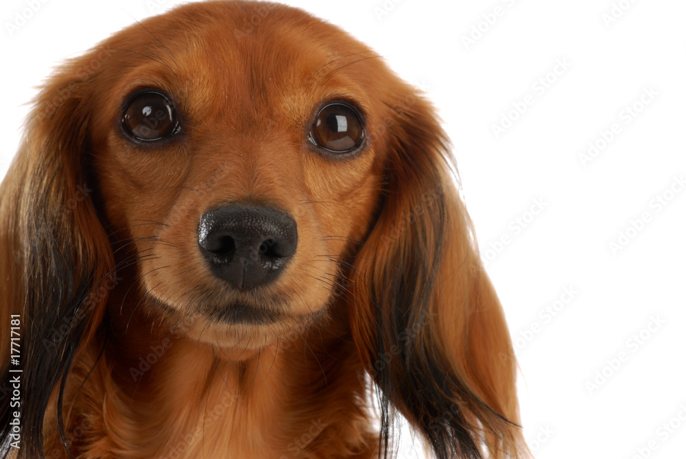 portrait of miniature long haired dachshund dog