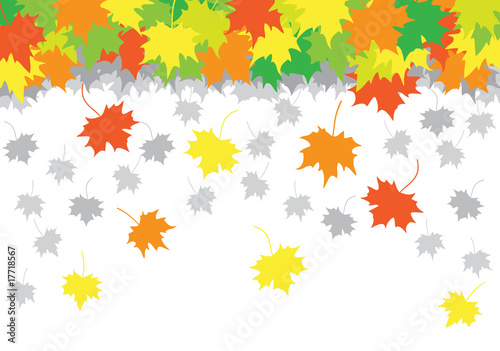 falling_maple_leaves