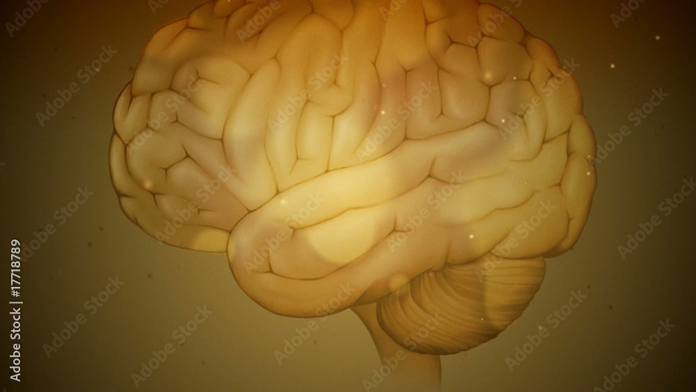 Brain Brain