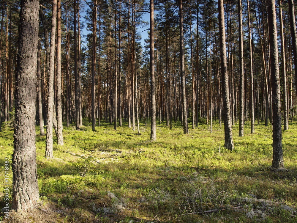 Fototapeta premium Pine forest in Estonia