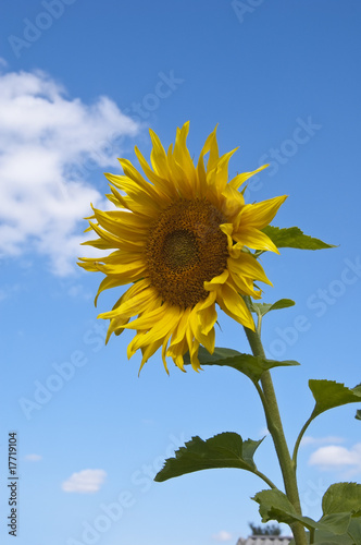 Fototapeta Naklejka Na Ścianę i Meble -  Yellow beautiful sunflower