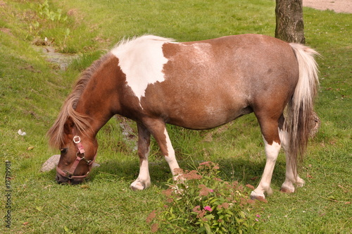 Little pony eating grass