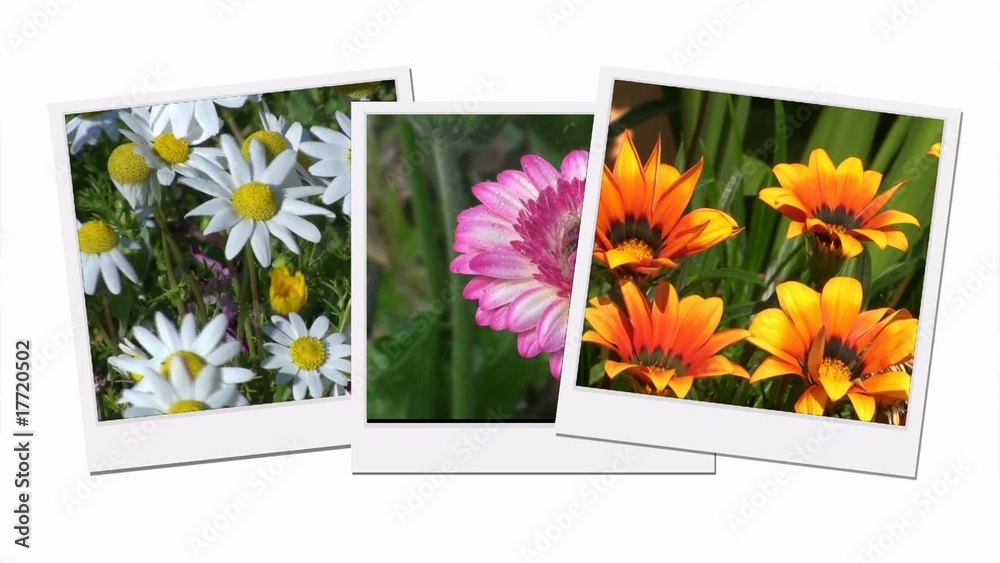 Flores e o Vento
