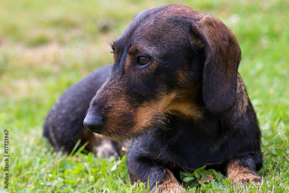 dachshund laying in the grass