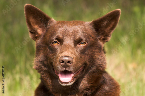 smiling kelpie photo