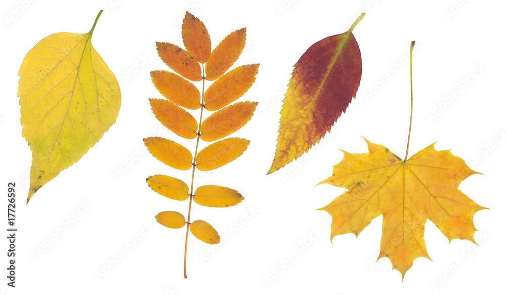 Fototapeta premium High resolution red yellow and brown autumn leaf isolated