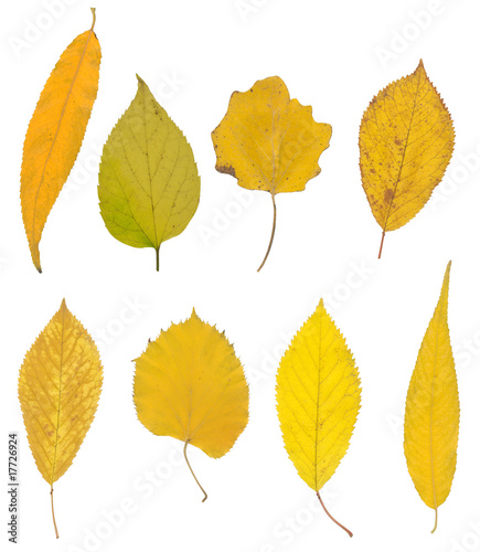 yellow autumn leaf isolated on white