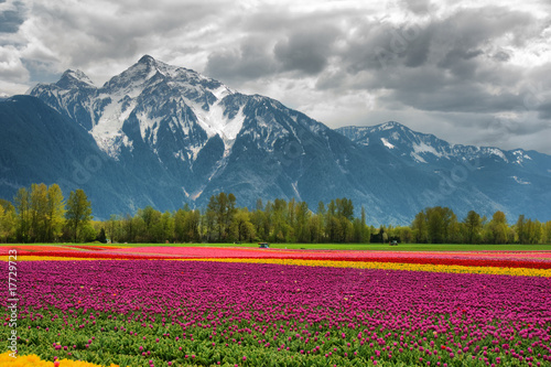 Tulips and Mountain
