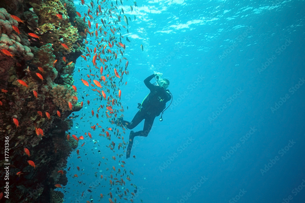 Diver on the coral reef in the red sea