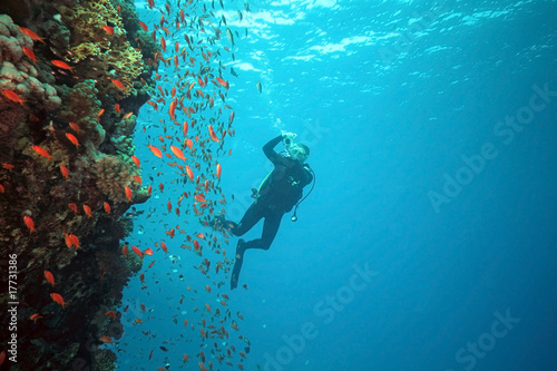 Obraz na płótnie Diver on the coral reef in the red sea w salonie