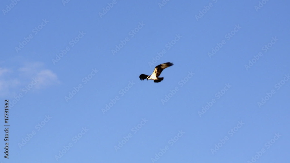 Eagle over blue sky background Eagle over blue sky background