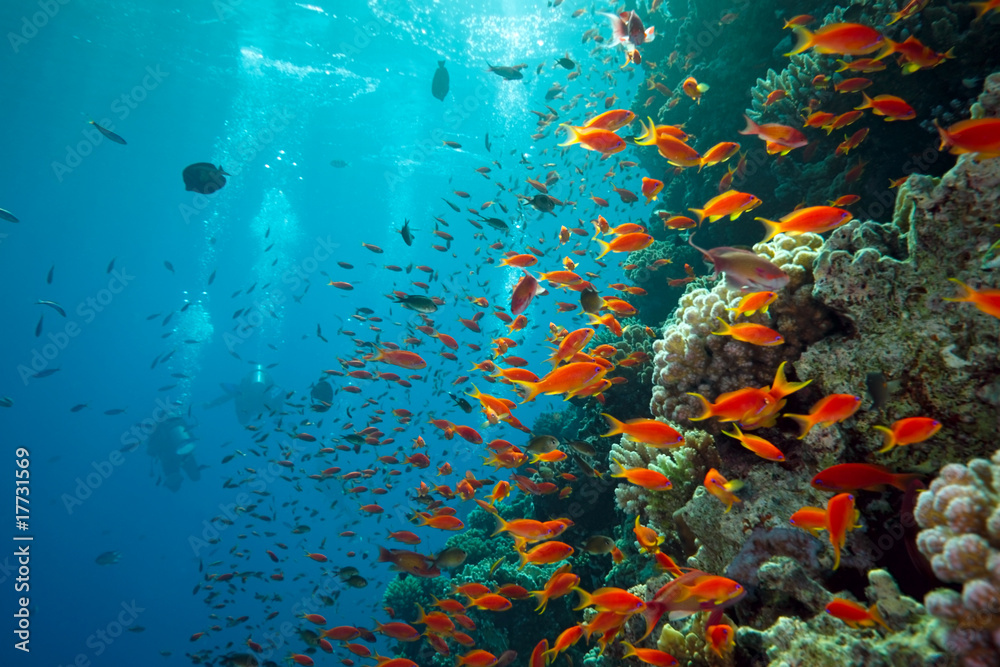 scalefin fish on the reef