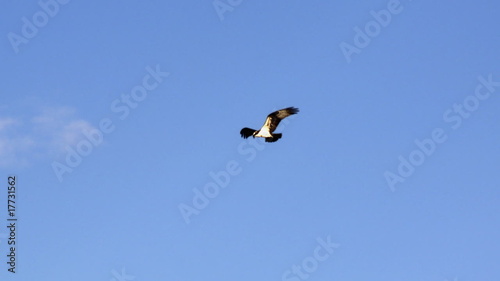 Eagle over blue sky background photo