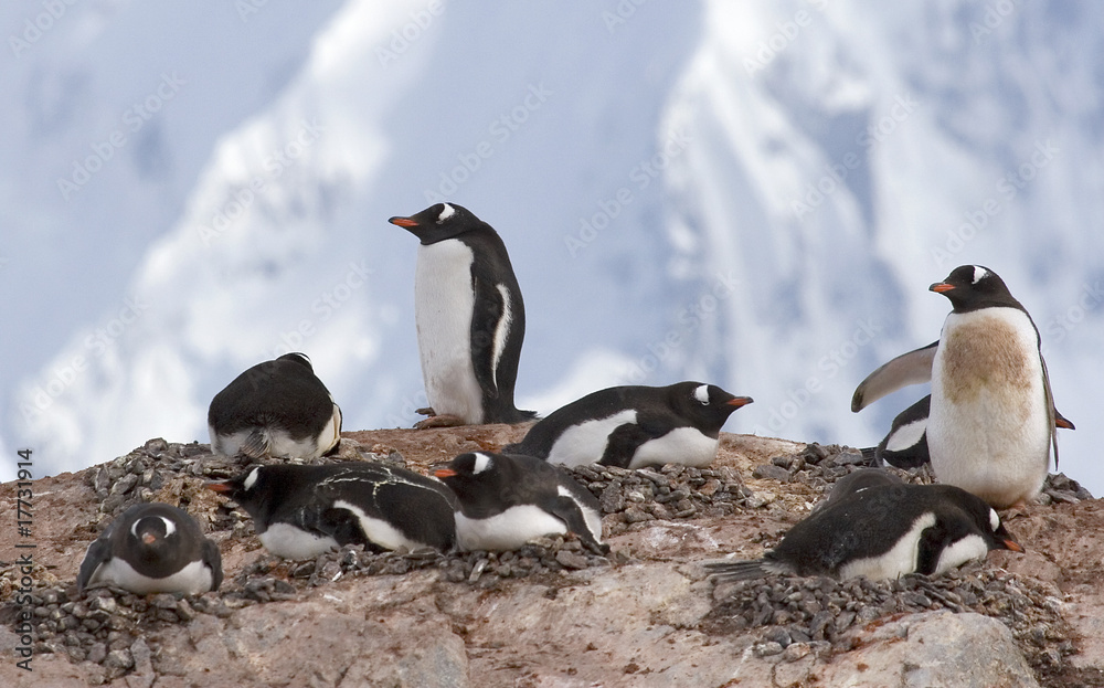 Naklejka premium Gentoo penguins
