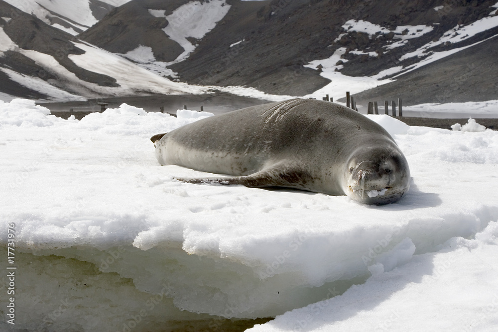 Naklejka premium Leopard seal