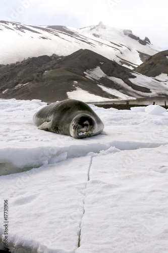 Leopard seal photo