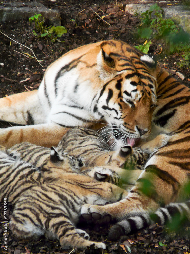 tigres tigres