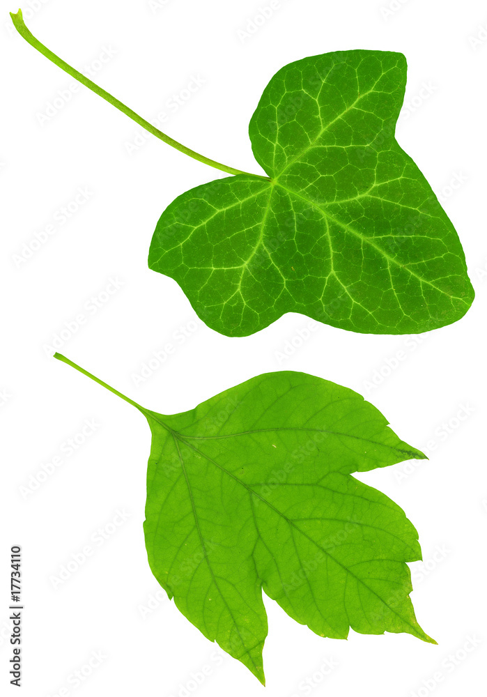 Fototapeta premium green summer leaf manually isolated on white