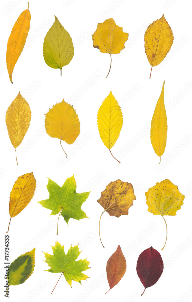 Obraz premium yellow, green and brown autumn leaf isolated on white