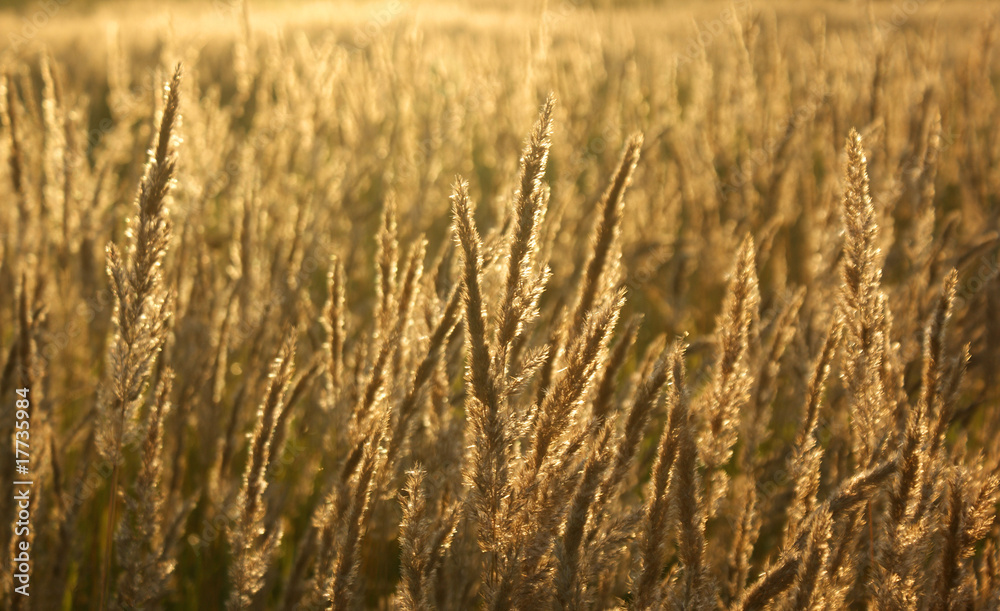 golden field golden field