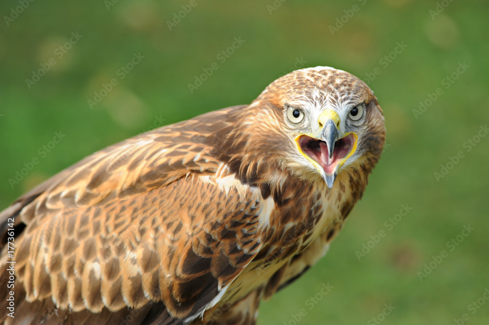 Fototapeta premium Raubvogel 22