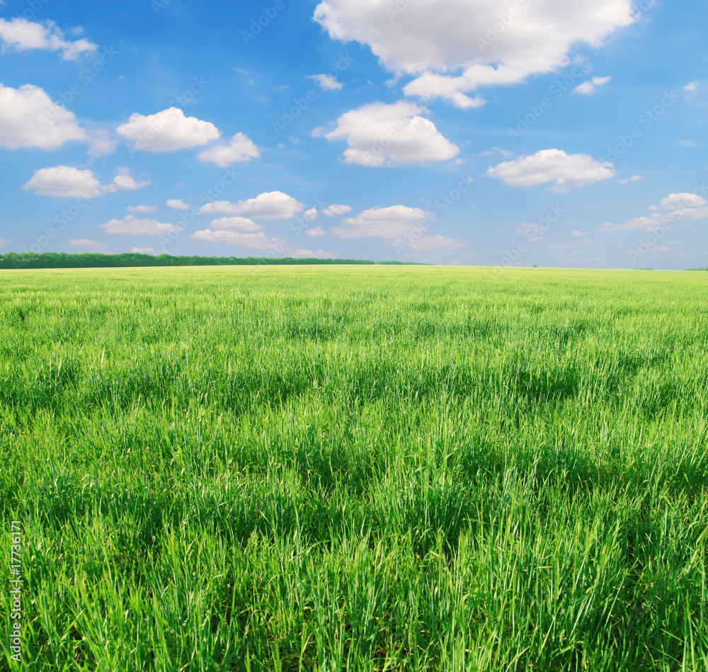 green grass and blue sky