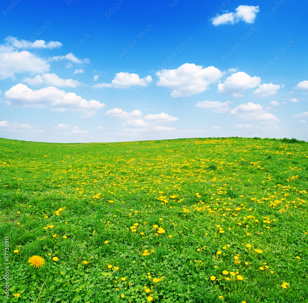 field of yellow dandelions and blue cloudy sky