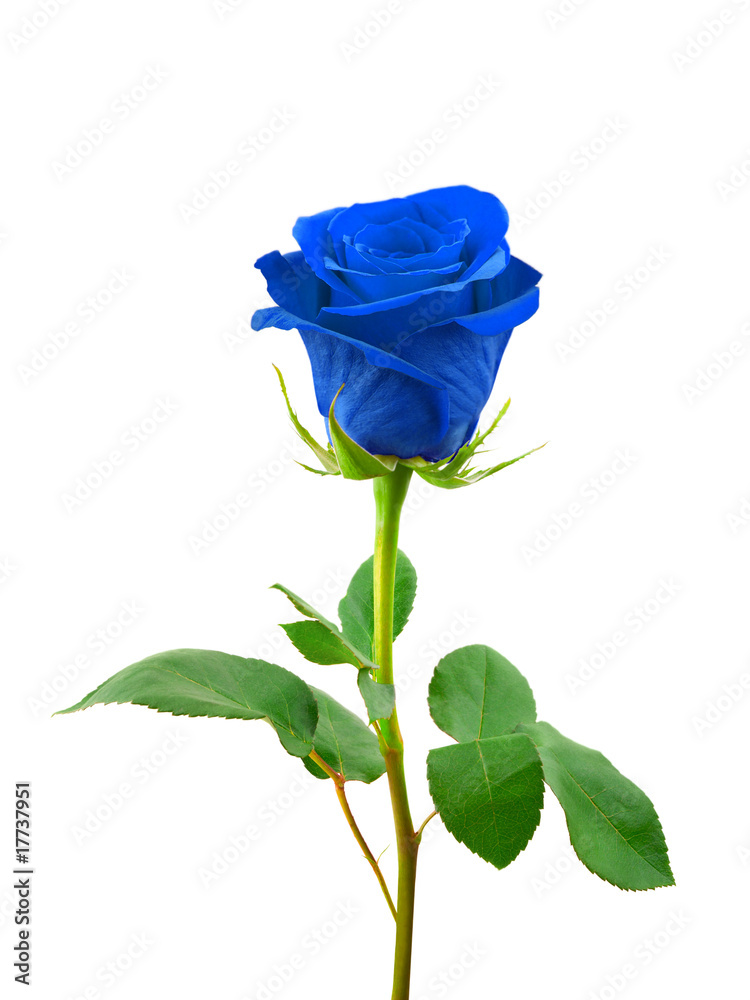 Naklejka premium Niebieska róża
