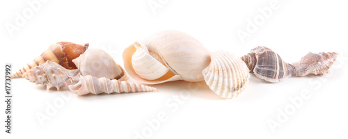 Sea shells