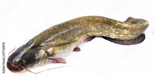 Obraz na płótnie Bullhead fish