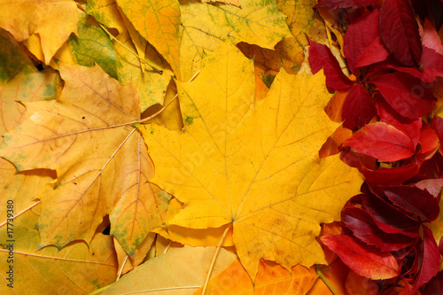 Autumn leaves Vertical