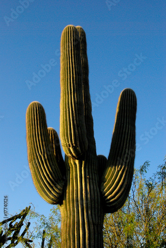 Saguaro of Arizona