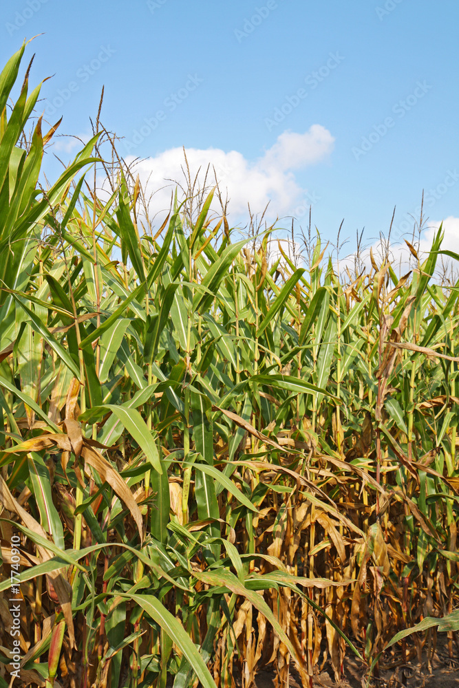 Fototapeta premium Stalks of corn against blue sky vertical