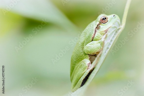 Tree frog on a leaf in the forest in the springtime