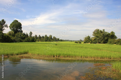 paysage cambodgien
