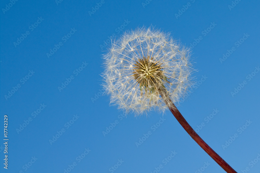 Obraz premium Pusteblume