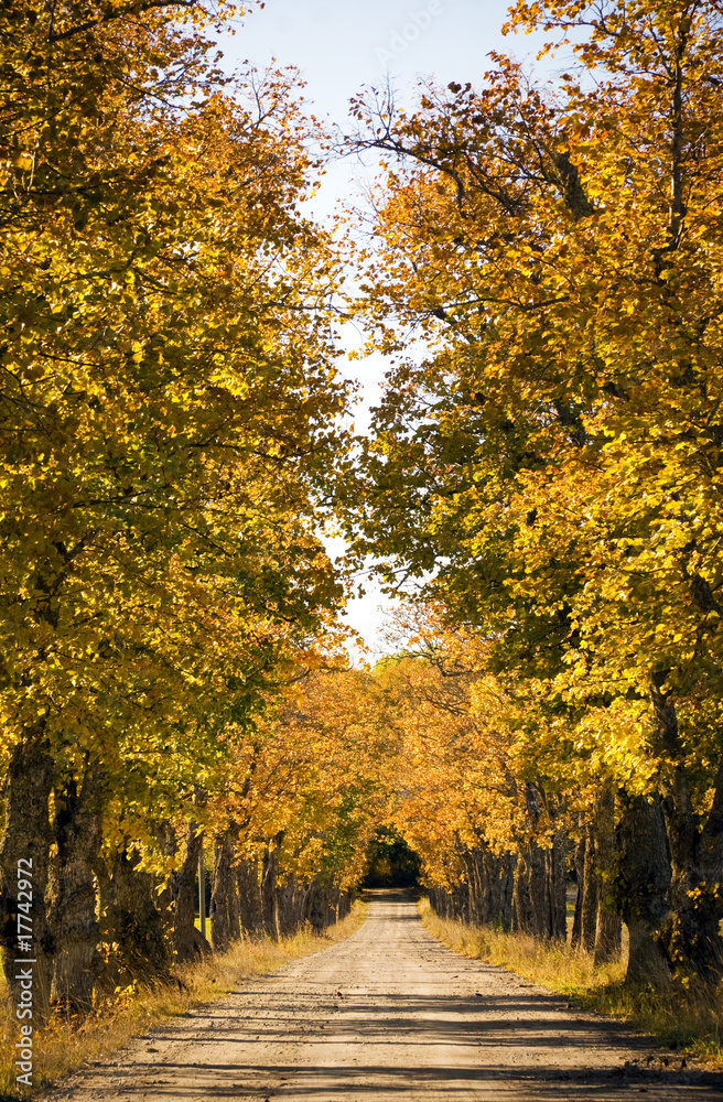 Naklejka premium Avenue in the autumn