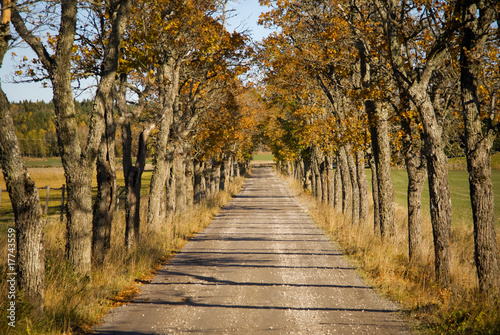 Avenue in autumn