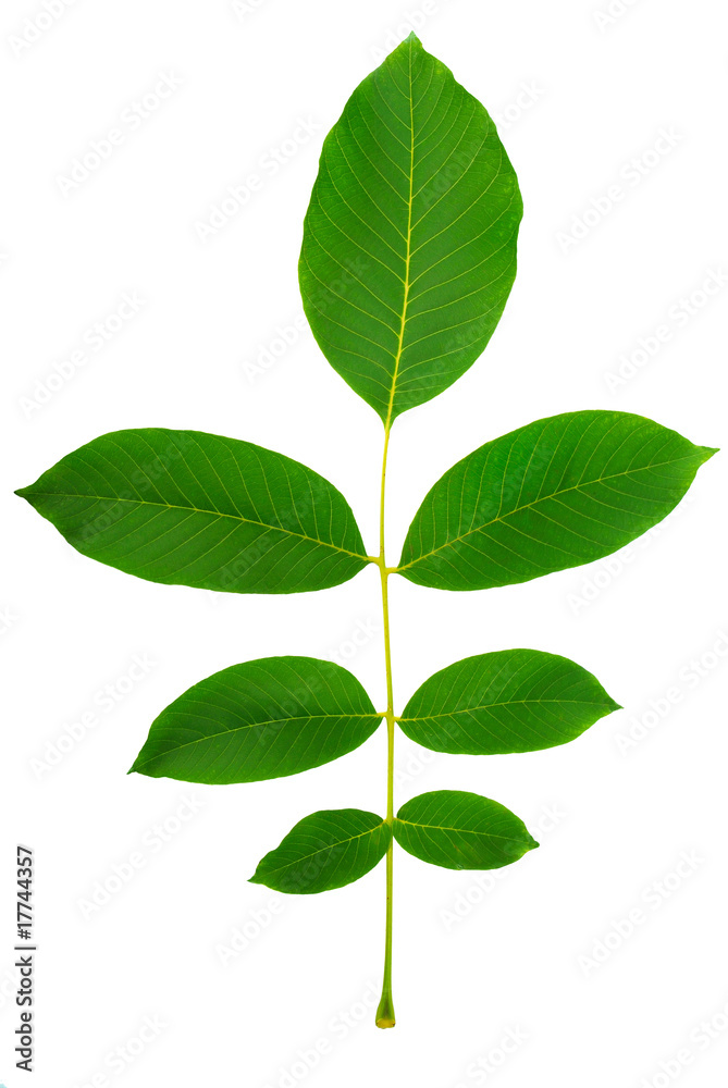 leaf of walnut leaf of walnut