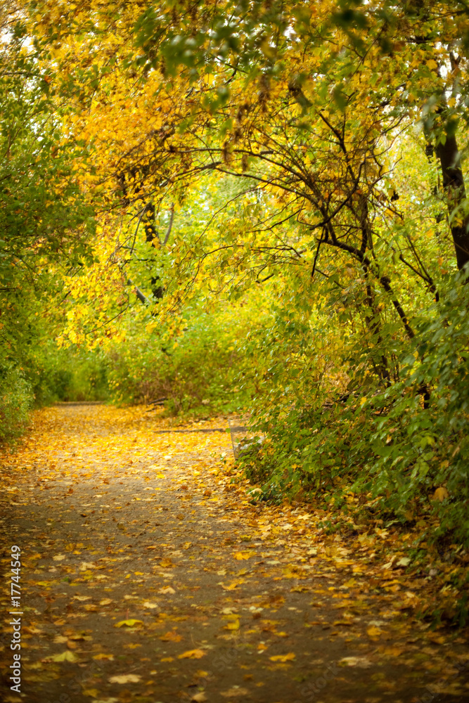 Naklejka premium Autumn