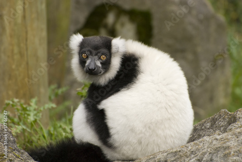 Black & White Ruffed Lemur #17746747