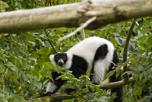 Black & White Ruffed Lemur