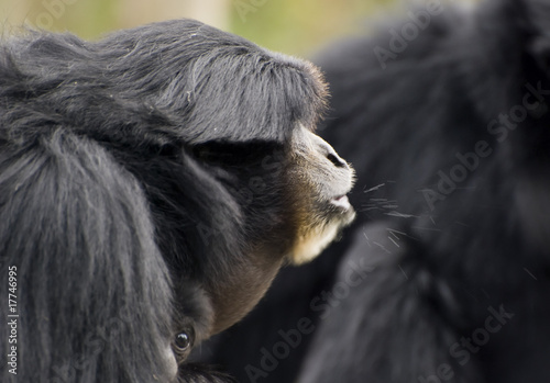 Obraz na płótnie Siamang Gibbon,monkey