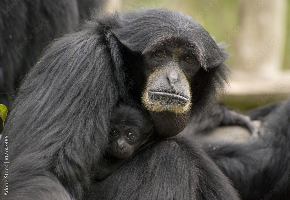 Siamang Gibbon ,mother and child,monkey Siamang Gibbon ,mother and child,monkey