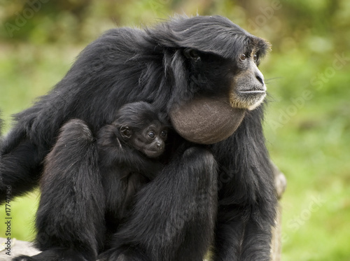 Siamang Gibbon ,mother and child,monkey